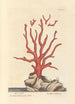 Corail rød - Elizabeth Blackwell — visning af kunstværket