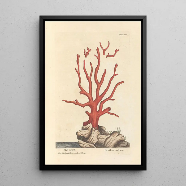 Corail rød - Elizabeth Blackwell — indrammet kunstværk på væggen