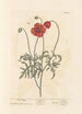 Coquelicot - Elizabeth Blackwell — visning af kunstværket