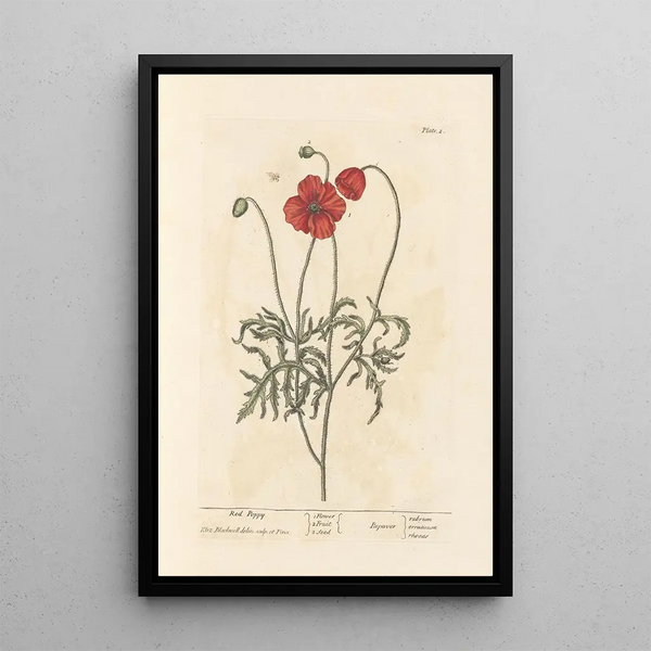 Coquelicot - Elizabeth Blackwell — indrammet kunstværk på væggen