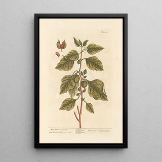 Elizabeth Blackwell - Red winter cherries.webp