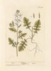 Roquette - Elizabeth Blackwell — visning af kunstværket