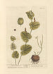 Aristoloche ronde - Elizabeth Blackwell — visning af kunstværket