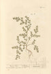 Herbe à la rupture - Elizabeth Blackwell — visning af kunstværket