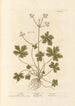 Sanicle Selfheal - Elizabeth Blackwell — visning af kunstværket