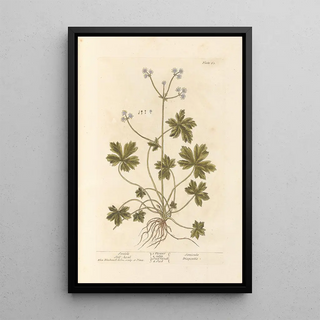 Elizabeth Blackwell - Sanicle Selfheal.webp