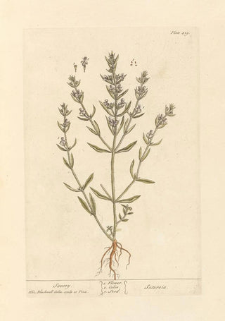Elizabeth Blackwell - Savory.webp