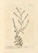 Cresson ischias - Elizabeth Blackwell — visning af kunstværket