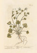 Herbe à scorbut - Elizabeth Blackwell — visning af kunstværket