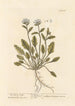 Herbe à scorbut de mer - Elizabeth Blackwell | Maleri — visning af kunstværket