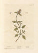 Guérit-tout - Elizabeth Blackwell — visning af kunstværket