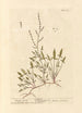 Oseille des moutons - Elizabeth Blackwell — visning af kunstværket