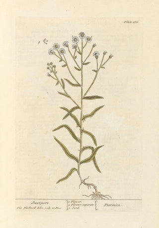 Elizabeth Blackwell - Sneezwort.webp