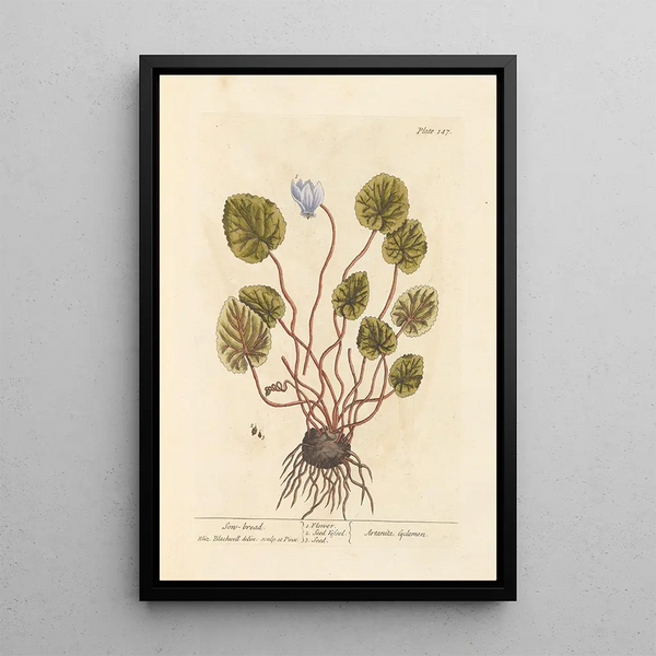 Cyclamen - Elizabeth Blackwell — indrammet kunstværk på væggen