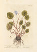 Cyclamen - Elizabeth Blackwell — visning af kunstværket