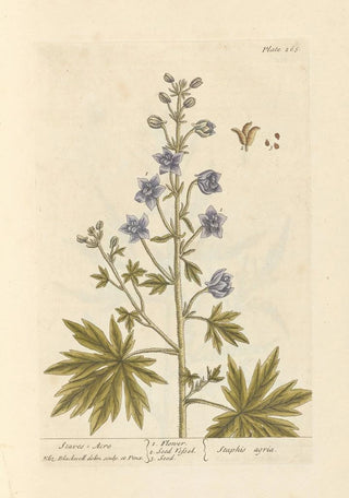 Elizabeth Blackwell - Staves acre.webp