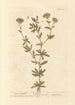 Absinthe douce - Elizabeth Blackwell — visning af kunstværket
