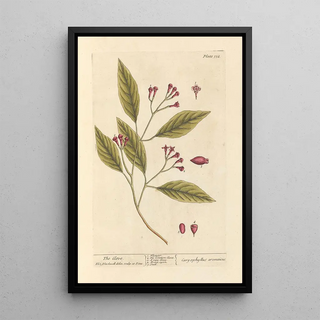 Elizabeth Blackwell - The clove.webp