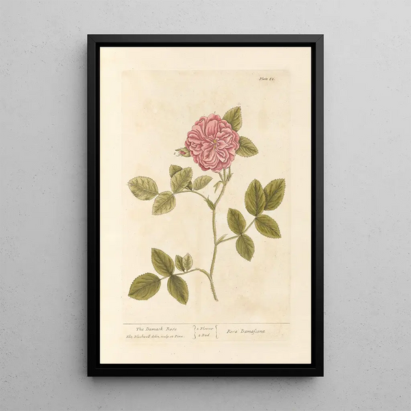 La rose de Damas - Elizabeth Blackwell — indrammet kunstværk på væggen