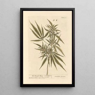 Elizabeth Blackwell - The female hemp.webp