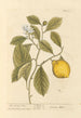 Le citronnier - Elizabeth Blackwell — visning af kunstværket