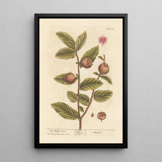 Elizabeth Blackwell - The medlar tree.webp