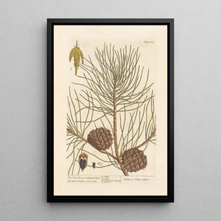Elizabeth Blackwell - The pine tree or manurd pine.webp