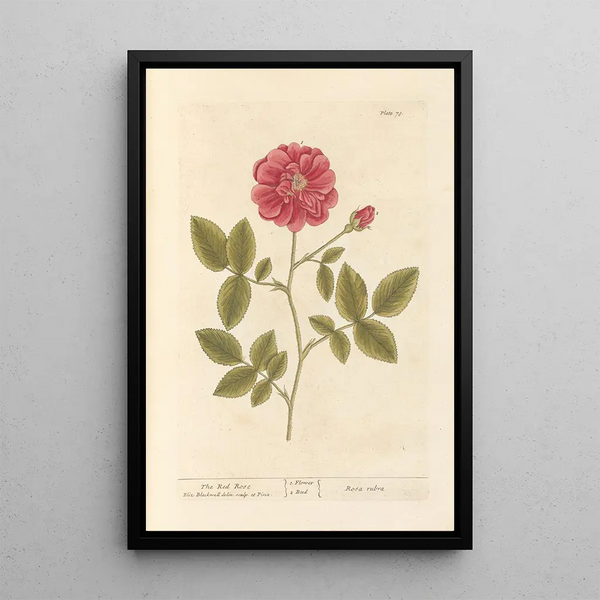 La rose rouge - Elizabeth Blackwell — indrammet kunstværk på væggen
