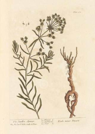 Elizabeth Blackwell - The smaller spurge.webp