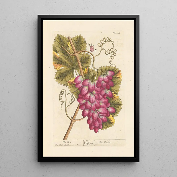 La vigne - Elizabeth Blackwell — indrammet kunstværk på væggen