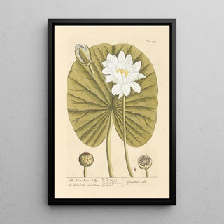 Elizabeth Blackwell - The white water lilly.webp