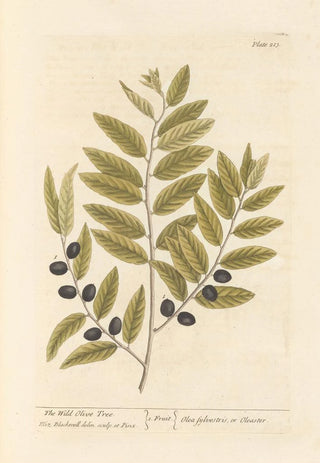 Elizabeth Blackwell - The wild olive tree.webp