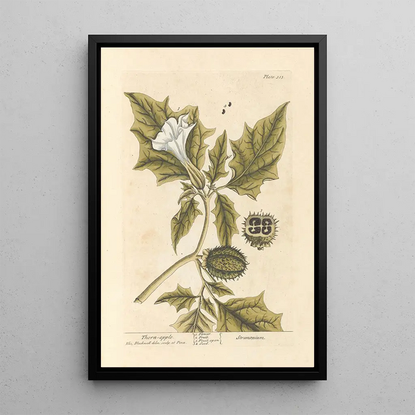 La pomme épineuse - Elizabeth Blackwell — indrammet kunstværk på væggen