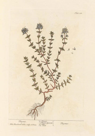 Elizabeth Blackwell - Thyme.webp