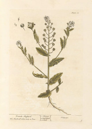 Elizabeth Blackwell - Treacle mustard.webp
