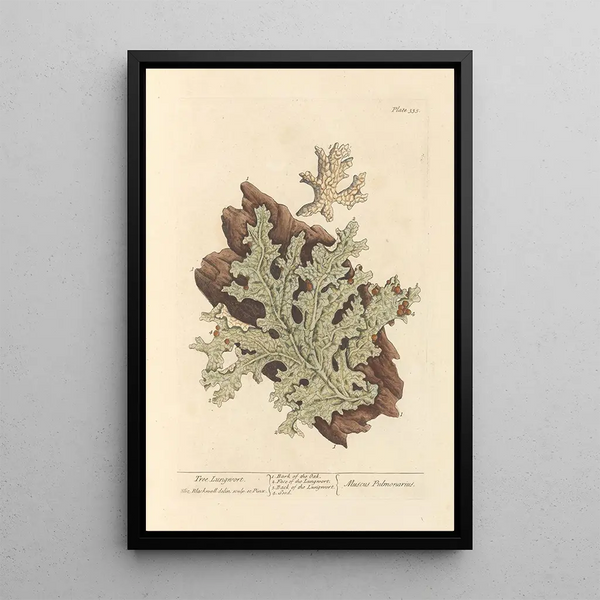 Lichen pulmonaire - Elizabeth Blackwell — indrammet kunstværk på væggen