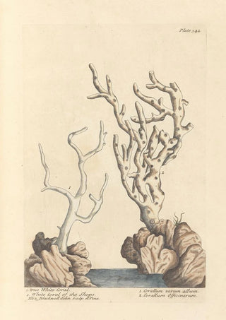 Elizabeth Blackwell - True white coral white coral of the shops.webp