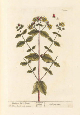 Elizabeth Blackwell - Tutsan or park leaves.webp