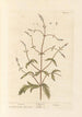 Verveine - Elizabeth Blackwell — visning af kunstværket