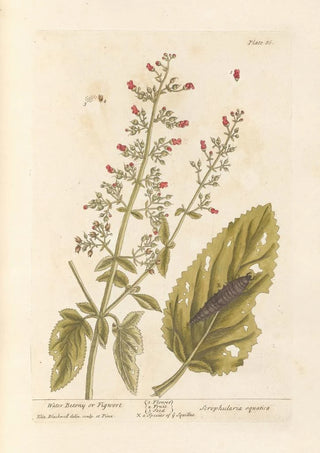 Elizabeth Blackwell - Water betony or figwort.webp