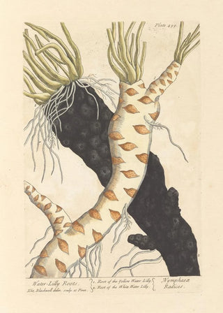 Elizabeth Blackwell - Water lilly roots.webp
