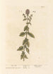 Menthe aquatique - Elizabeth Blackwell — visning af kunstværket