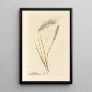 Elizabeth Blackwell - Wheat no 1 Bearded wheat no 2.webp