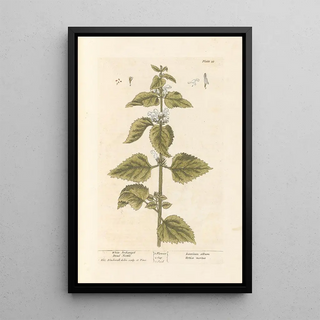 Elizabeth Blackwell - White archangel Dead nettle.webp
