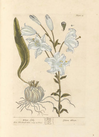 Elizabeth Blackwell - White lilly.webp