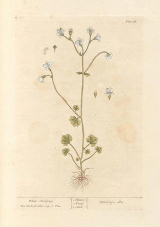 Elizabeth Blackwell - White saxifrage.webp