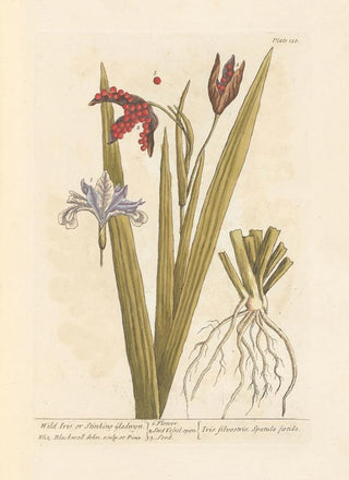 Elizabeth Blackwell - Wild iris or stinking gladwyn.webp