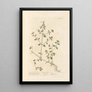 Elizabeth Blackwell - Wild stinking arrach.webp