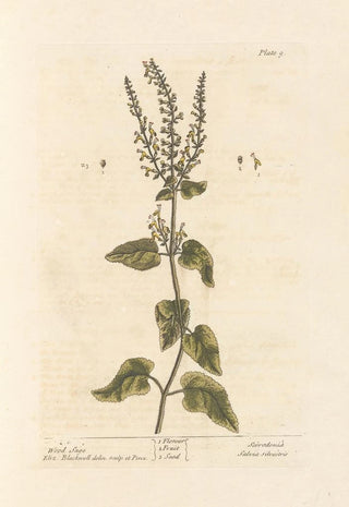 Elizabeth Blackwell - Wood sage.webp