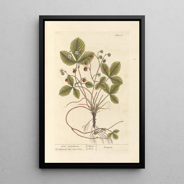 Fraises des bois - Elizabeth Blackwell — indrammet kunstværk på væggen